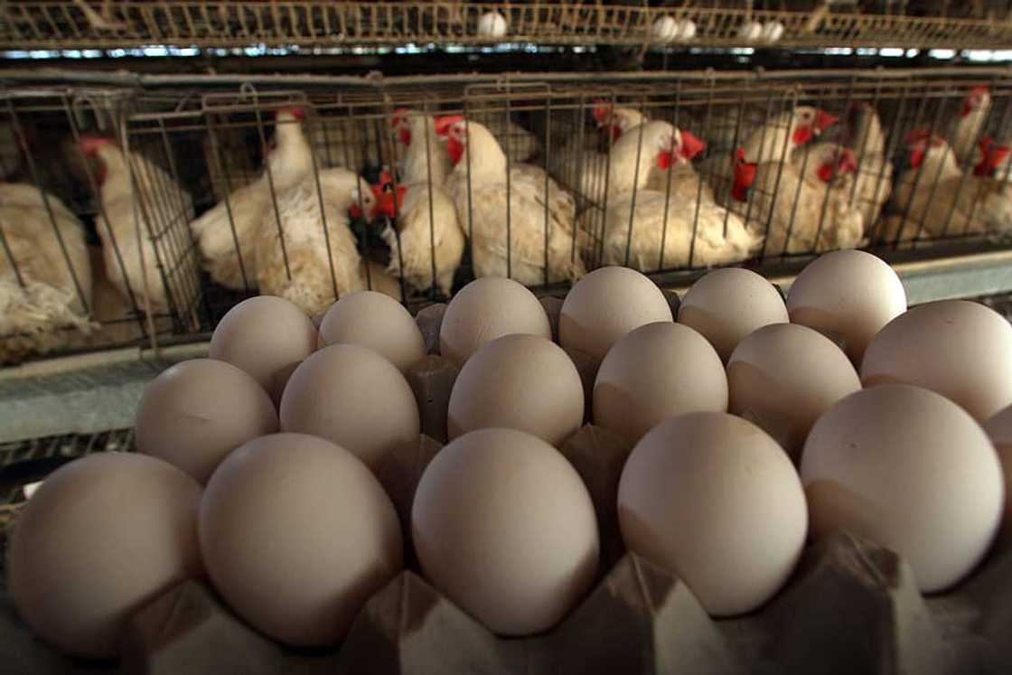 Egg and chicken farmers face an economic struggle amid avian flu. Egg and chicken farmers face an economic struggle amid avian flu.