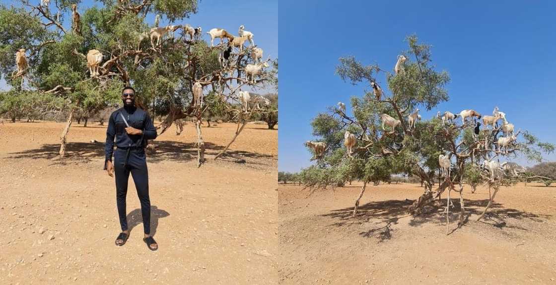 Man takes picture with goats on a tree Man takes picture with goats on a tree