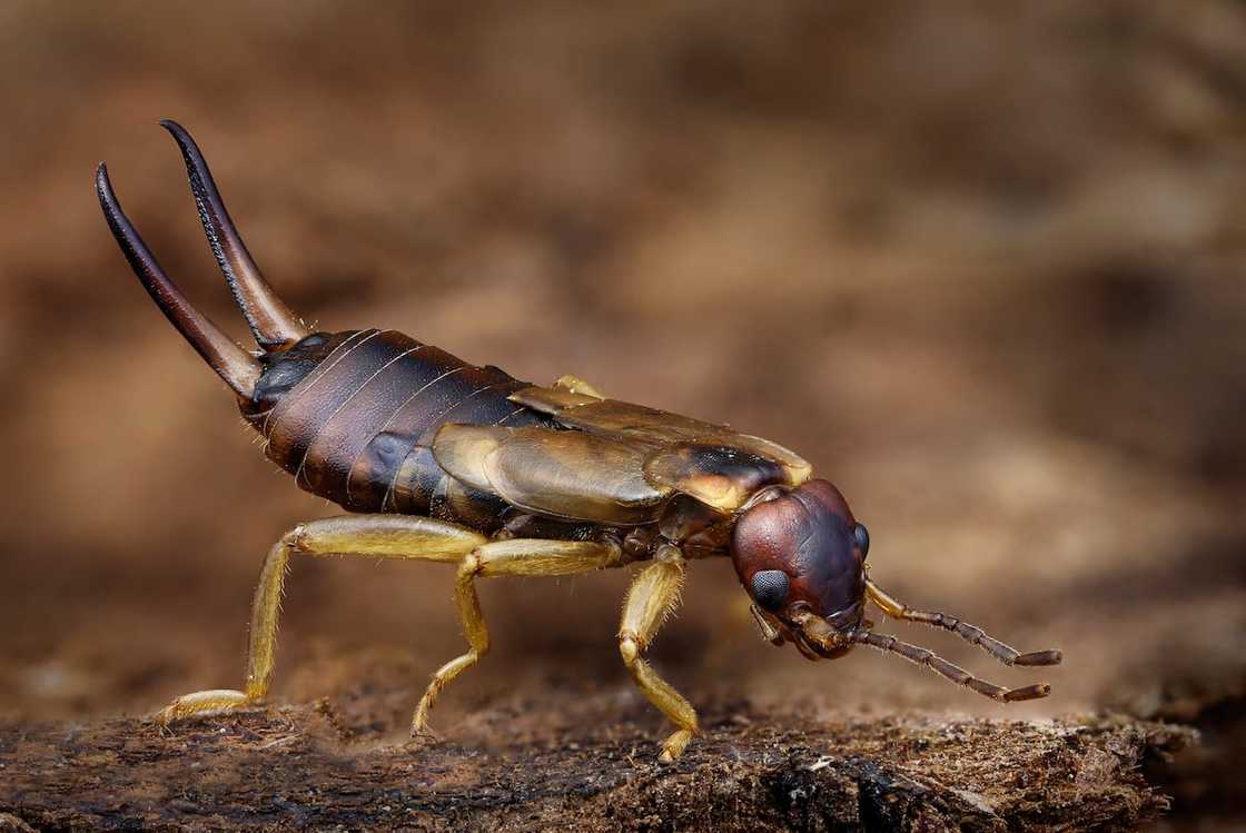 Close up of Earwig. Close up of Earwig.