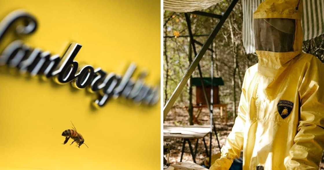 Lamborghini, bees Lamborghini, bees