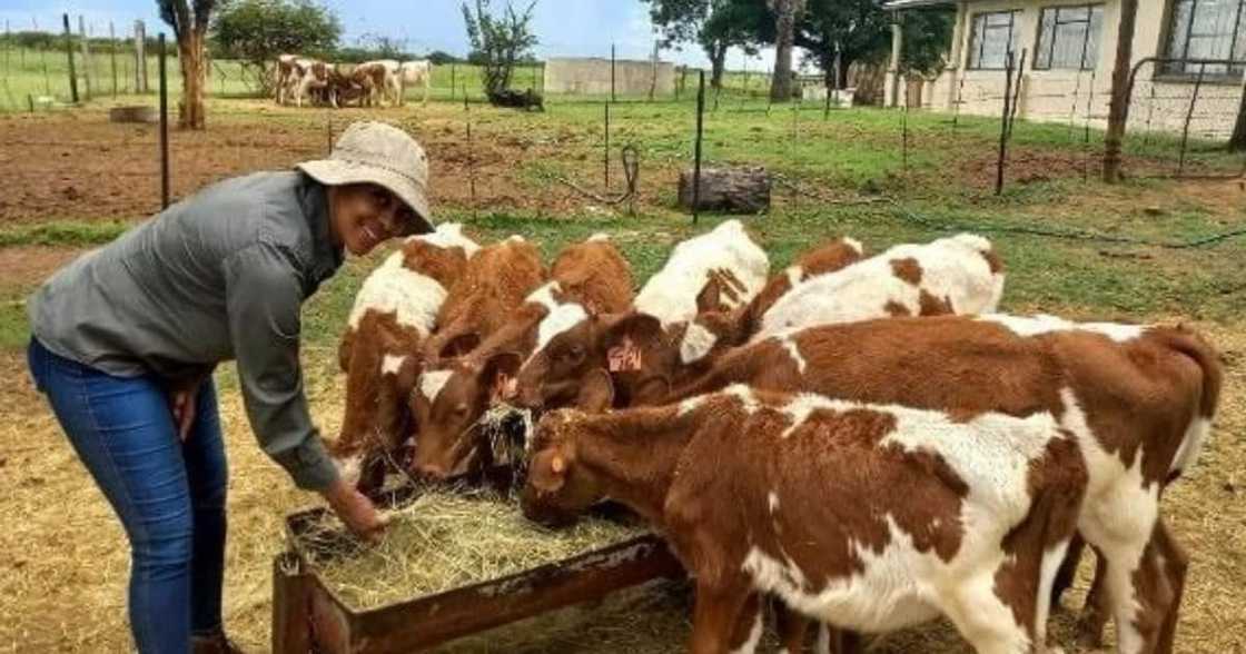 Woolworths, Mzansi, dairy, farmer, female Woolworths, Mzansi, dairy, farmer, female