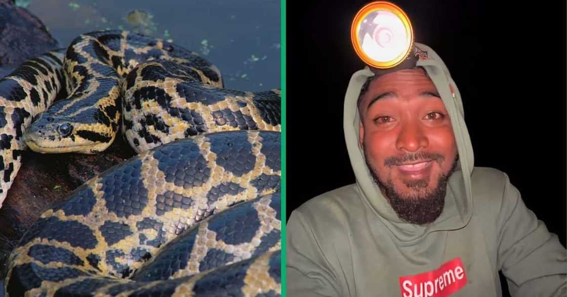 A man shared a TikTok video, showing himself coming across a giant anaconda while fishing at night. A man shared a TikTok video, showing himself coming across a giant anaconda while fishing at night.
