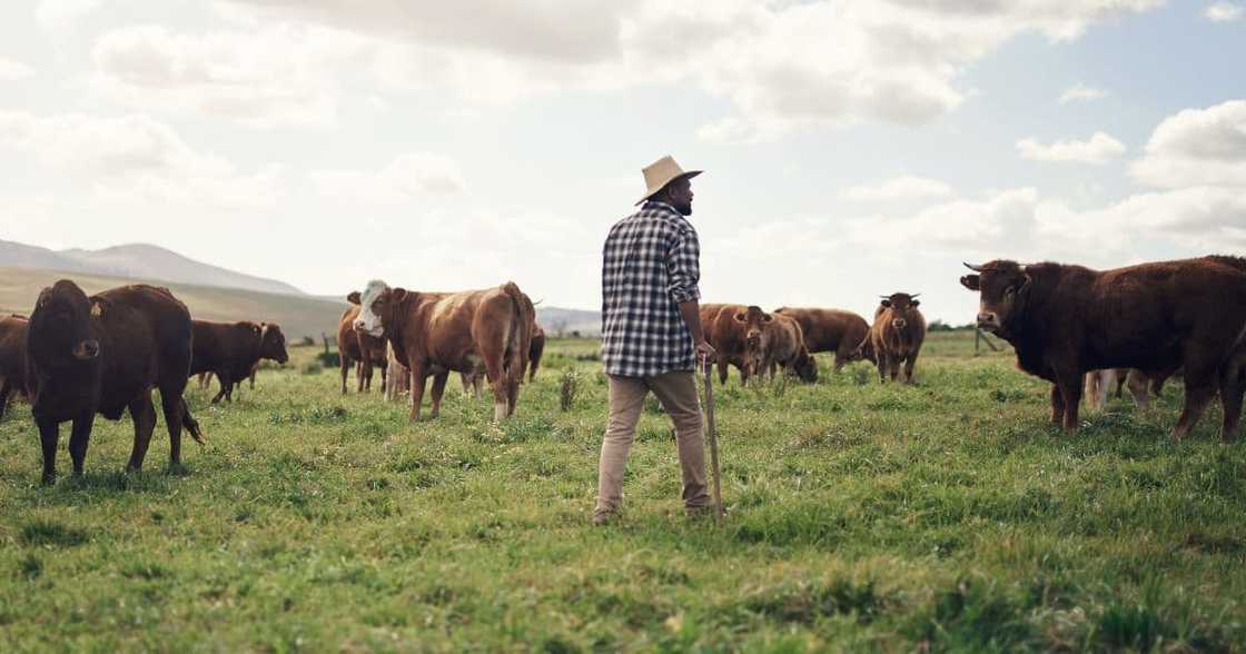 A 76-year-old's cattle was stolen in Mpumalanga A 76-year-old's cattle was stolen in Mpumalanga