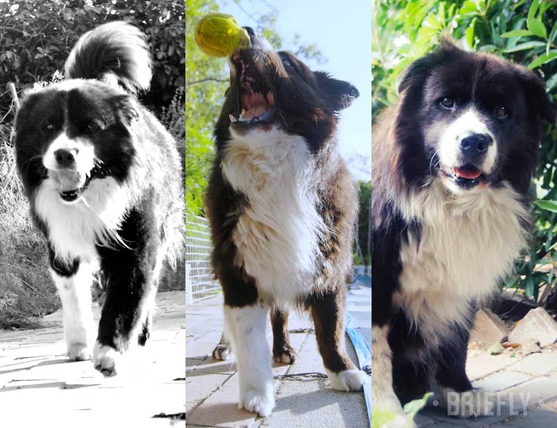 Top 10 gewildste honde rasse in Suid-Afrika Top 10 gewildste honde rasse in Suid-Afrika