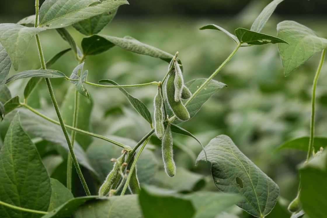 Brazil, the world's biggest exporter of corn, cotton and soy (seen here), is also the top consumer of chemical pesticides