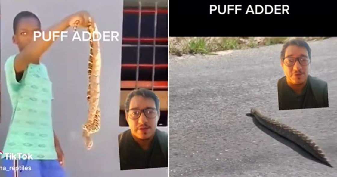 Kid holds three puffadders Kid holds three puffadders