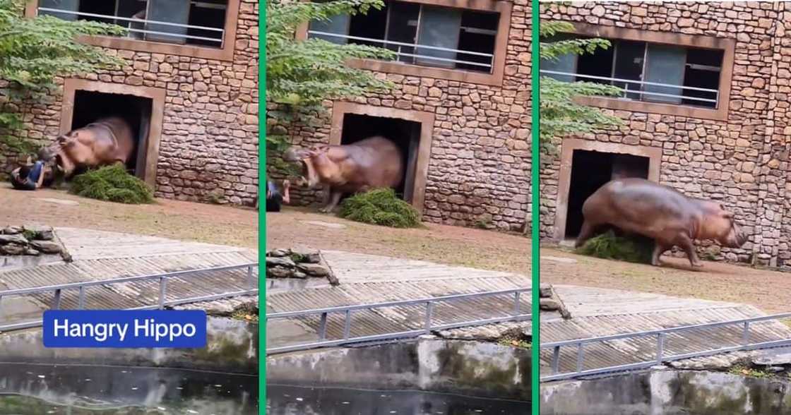 Man attacked by hippo