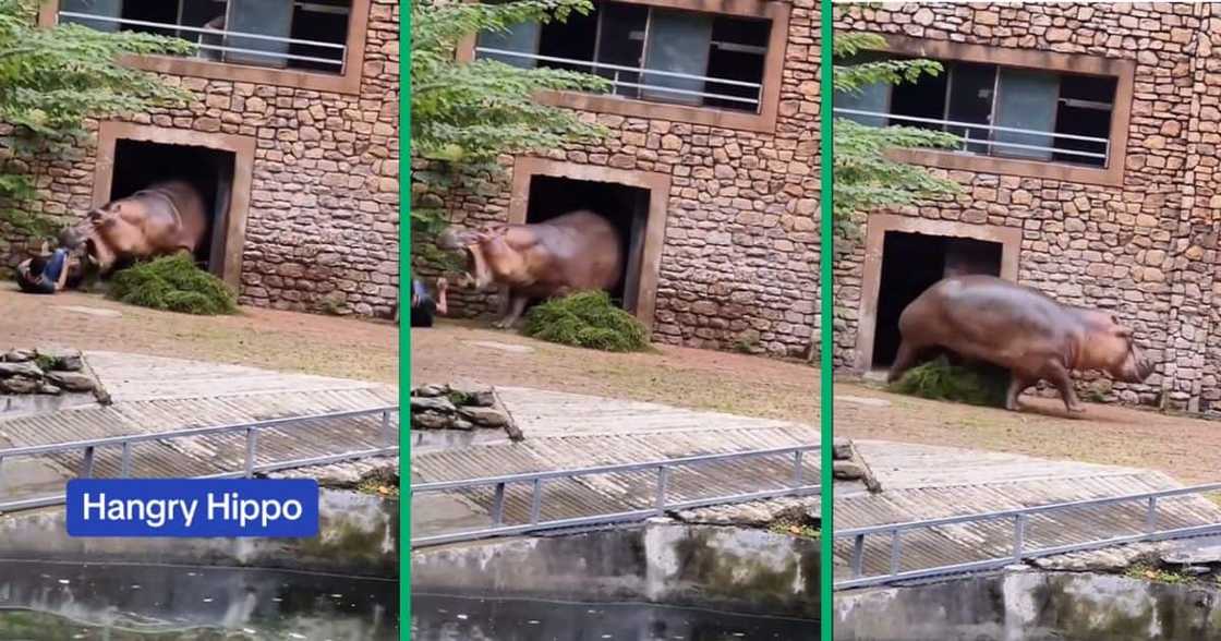 Man attacked by hippo Man attacked by hippo