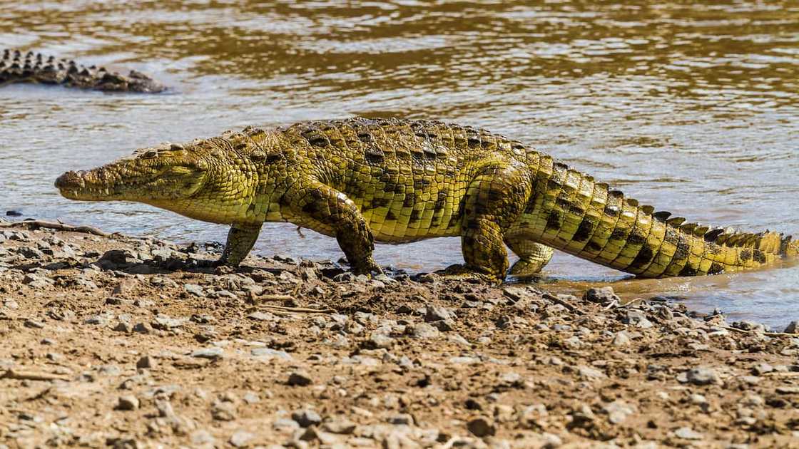 Nile crocodile emerging from Mara River Nile crocodile emerging from Mara River