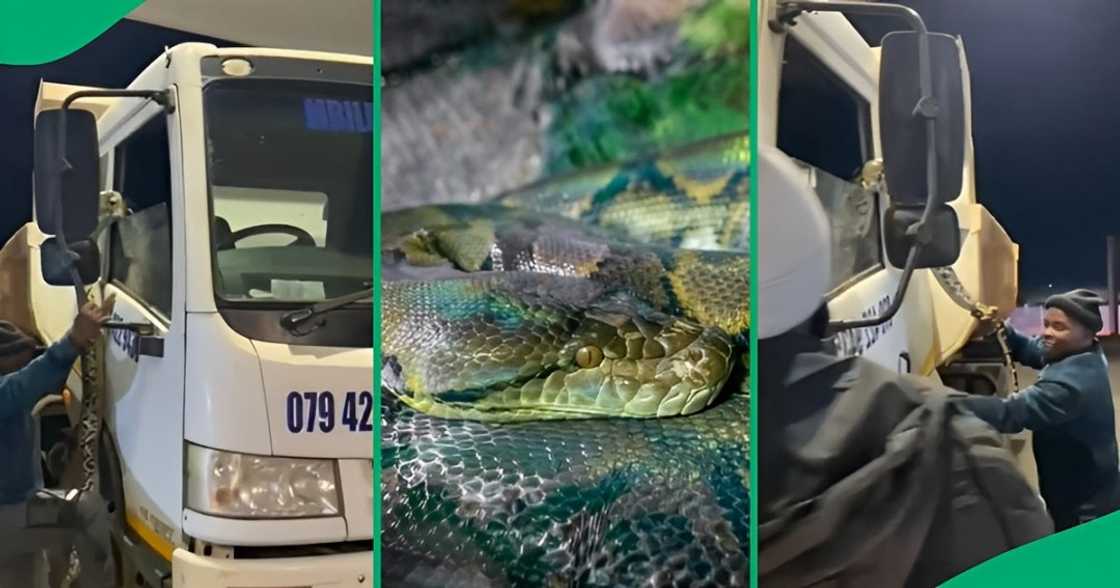 Mzansi baffled by truck driver carrying snake