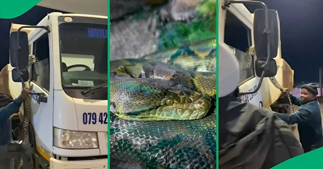 Mzansi baffled by truck driver carrying snake Mzansi baffled by truck driver carrying snake