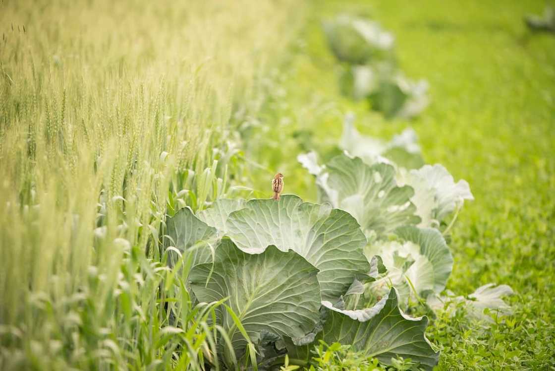 Beginner's vegetable planting guide South Africa 2019 Beginner's vegetable planting guide South Africa 2019