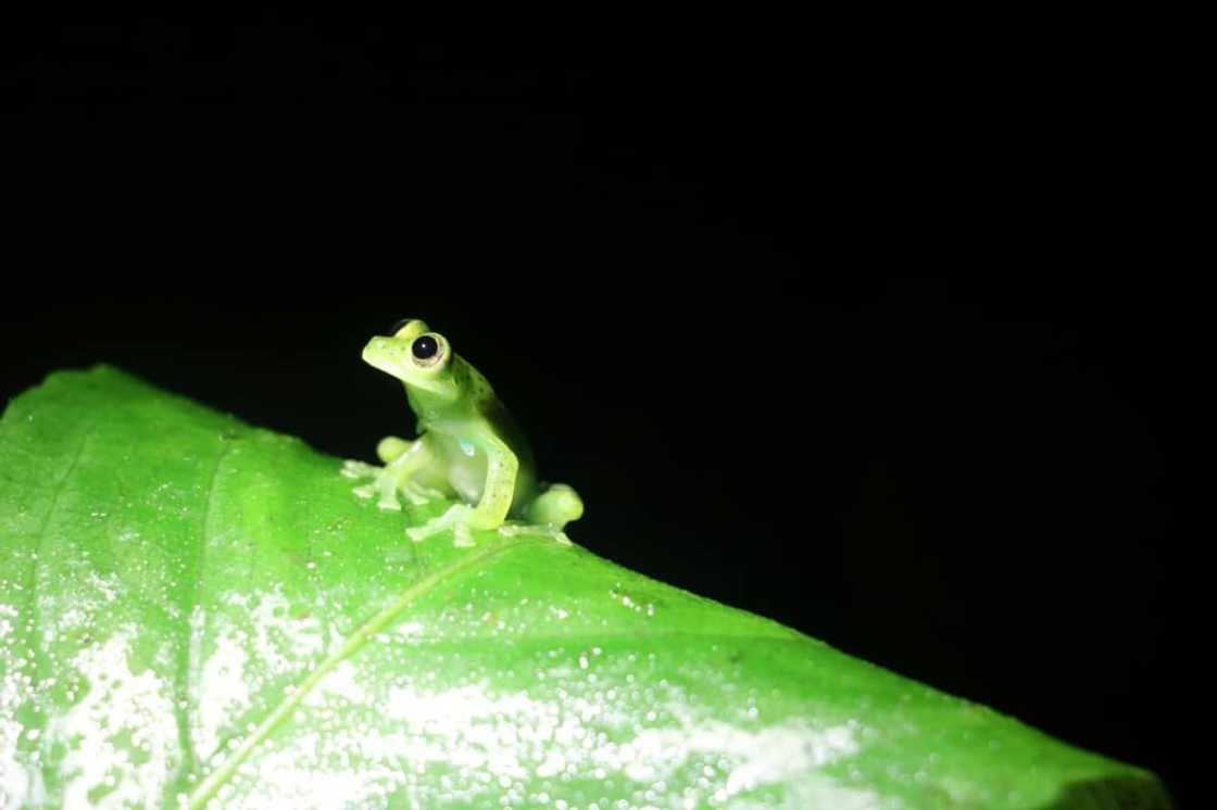 The glass frog is an increasingly sought-after pet, being trafficked and collected for their unusual  beauty The glass frog is an increasingly sought-after pet, being trafficked and collected for their unusual  beauty