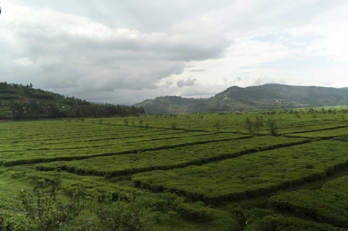 Born in Nyange to parents who were farmers, Kabuga, now 87, rose from humble beginnings to become the virtual owner of the village and its surrounding tea plantations Born in Nyange to parents who were farmers, Kabuga, now 87, rose from humble beginnings to become the virtual owner of the village and its surrounding tea plantations