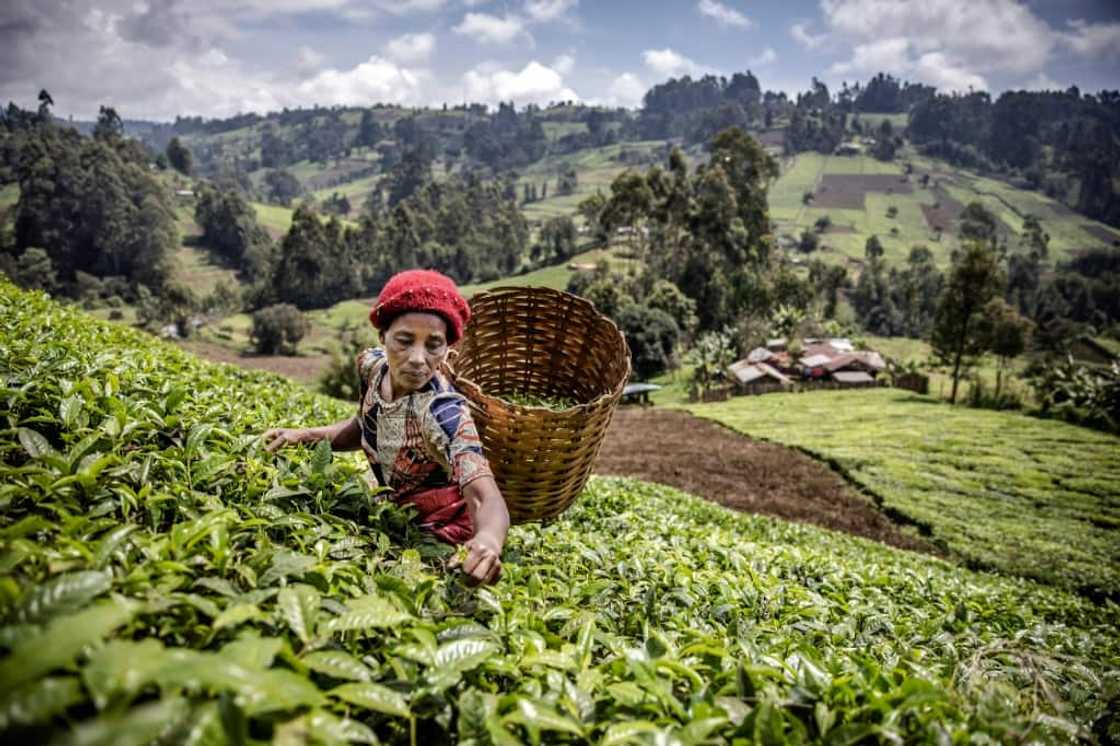 Agriculture is the backbone of Kenya's economy