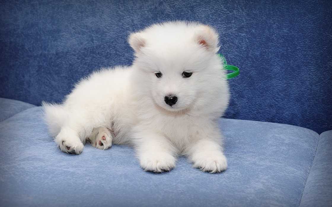 Most expensive dogs Most expensive dogs