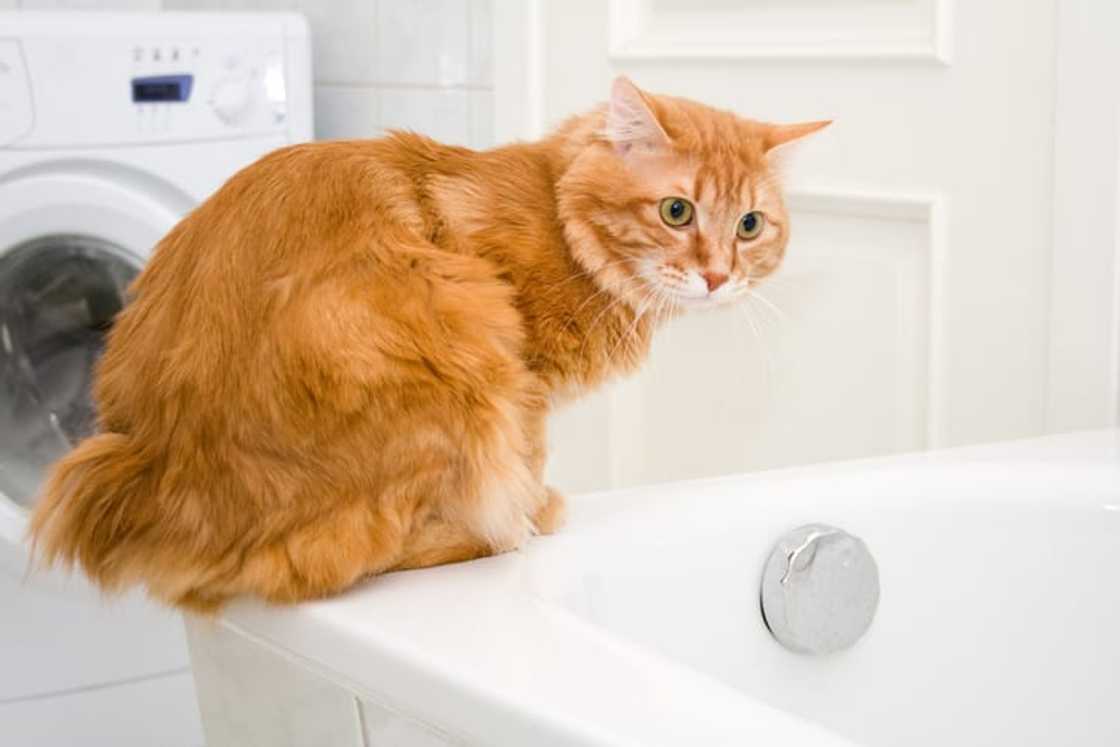 A Kurilian Bobtail cat on a bathtub A Kurilian Bobtail cat on a bathtub