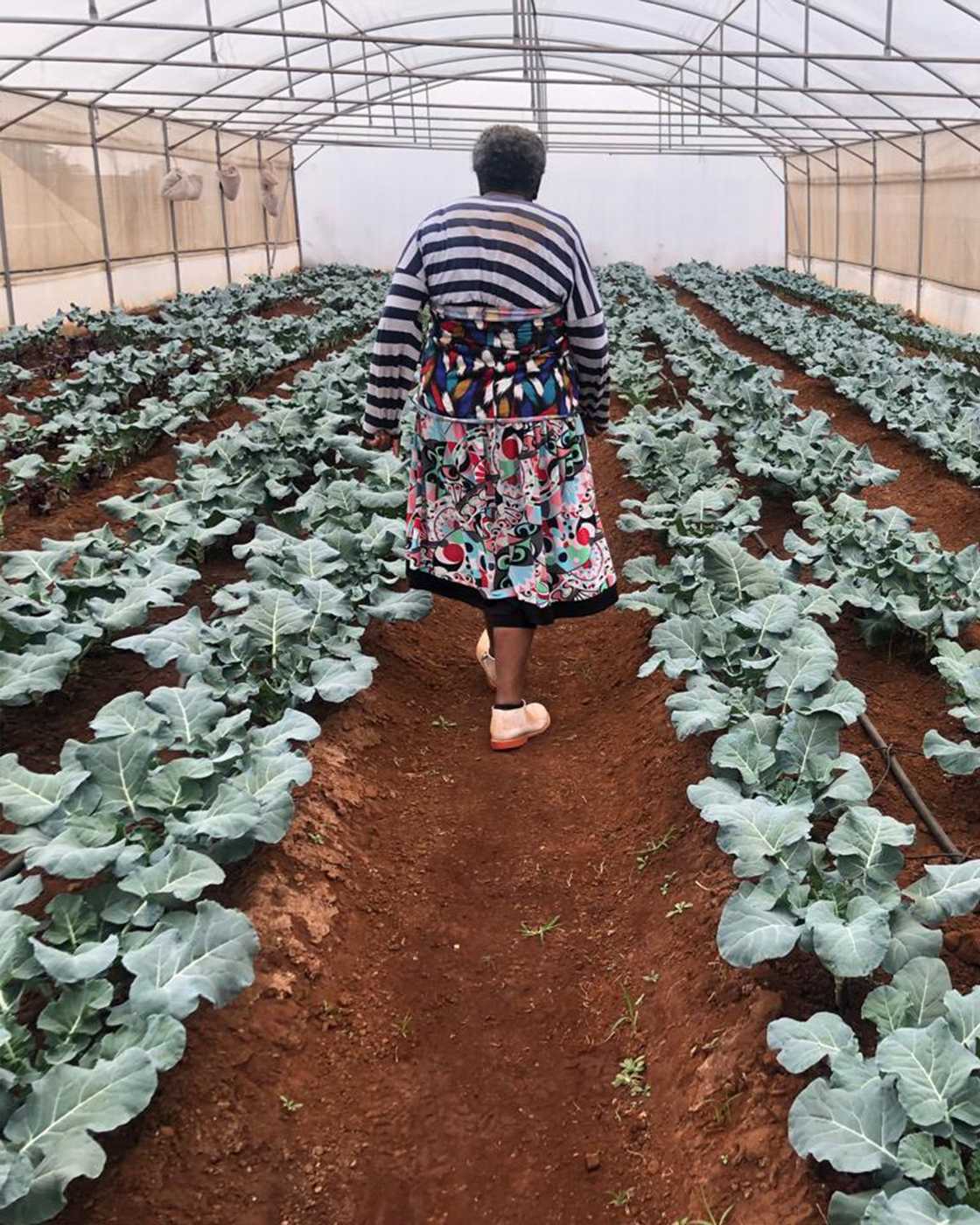 Southern African Agri Initiative helps black farmers