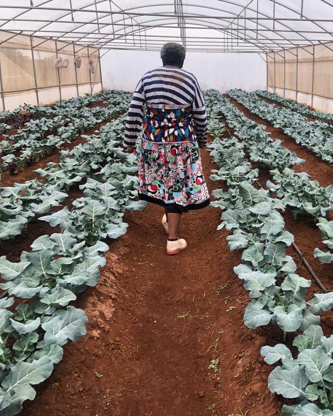 Southern African Agri Initiative helps black farmers Southern African Agri Initiative helps black farmers