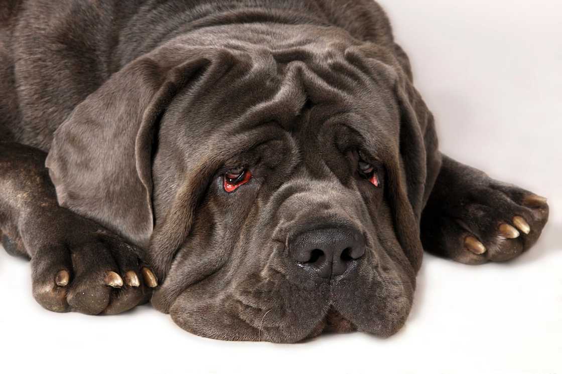 Neapolitan Mastiff with a sad face