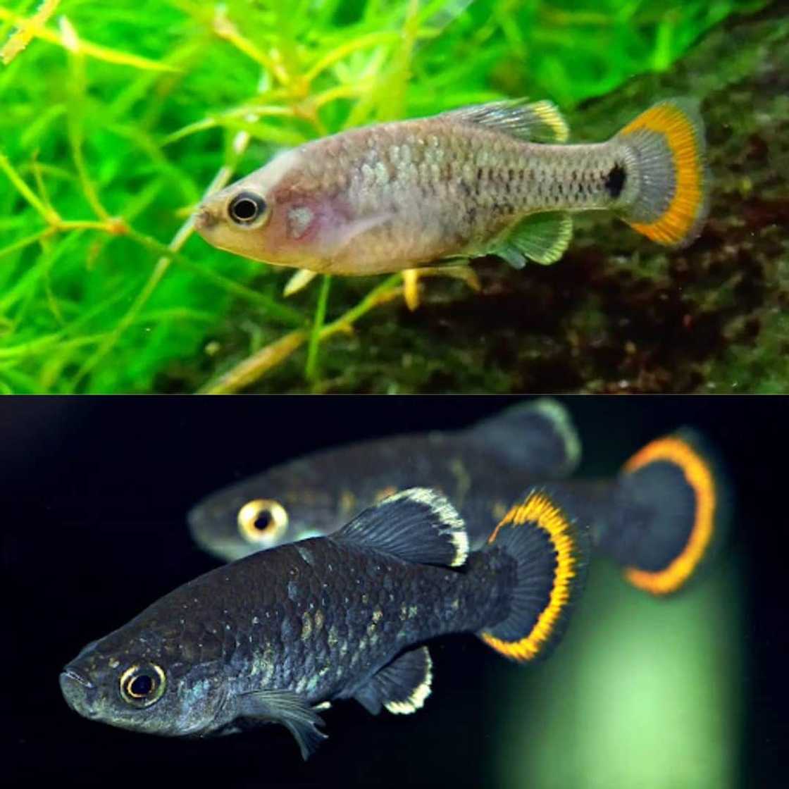 What are the top ten the rarest fish?