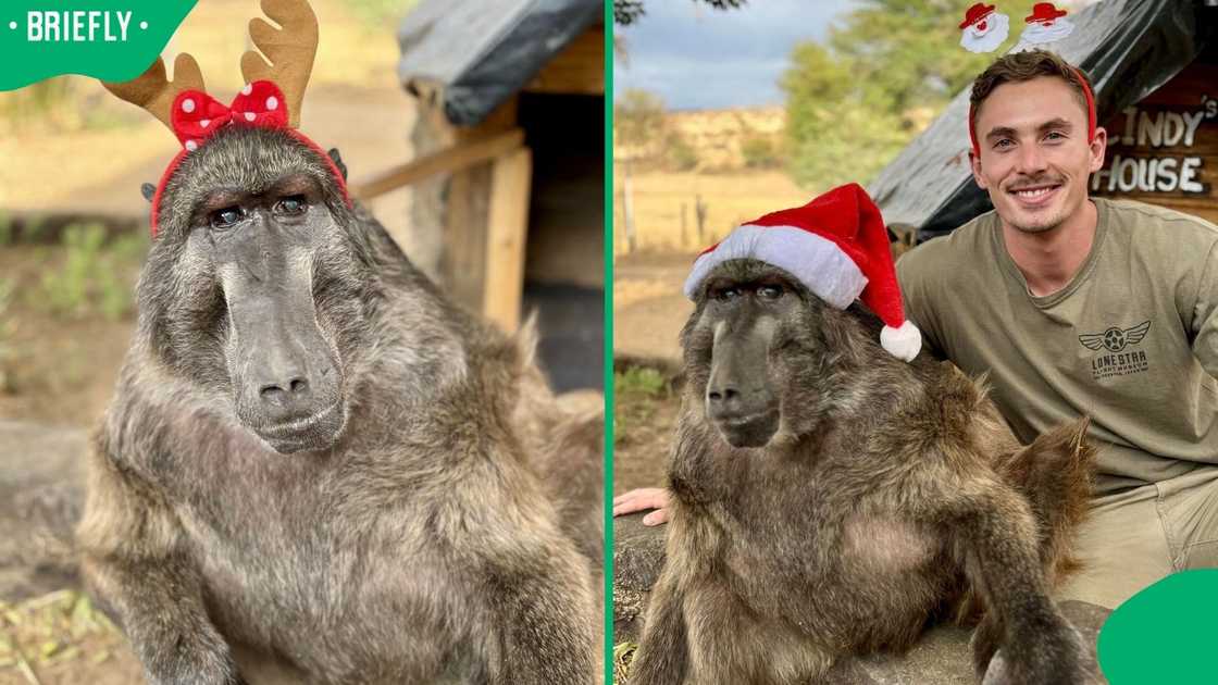 Cindy the Baboon and Ruben Lambrechts celebrated Christmas together. Cindy the Baboon and Ruben Lambrechts celebrated Christmas together.