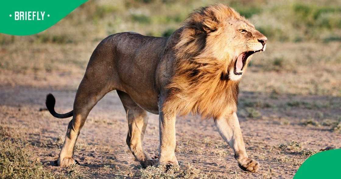 MTPA has cautioned communities to steer clear of lion spotted in the Mastulu area.