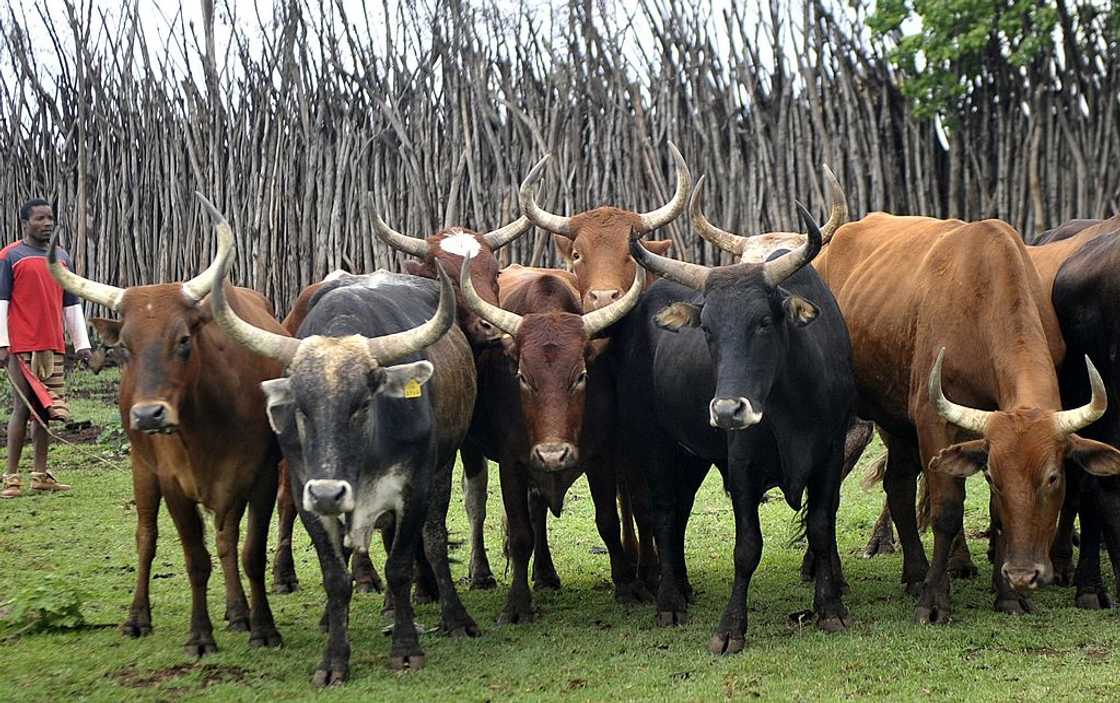 Lobola is traditionally paid with cattle