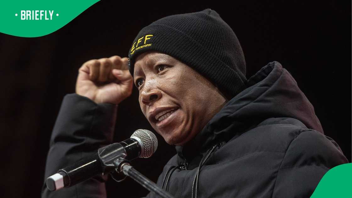 Julius Malema called for Zimbabweans to apply for jobs in their own country Julius Malema called for Zimbabweans to apply for jobs in their own country