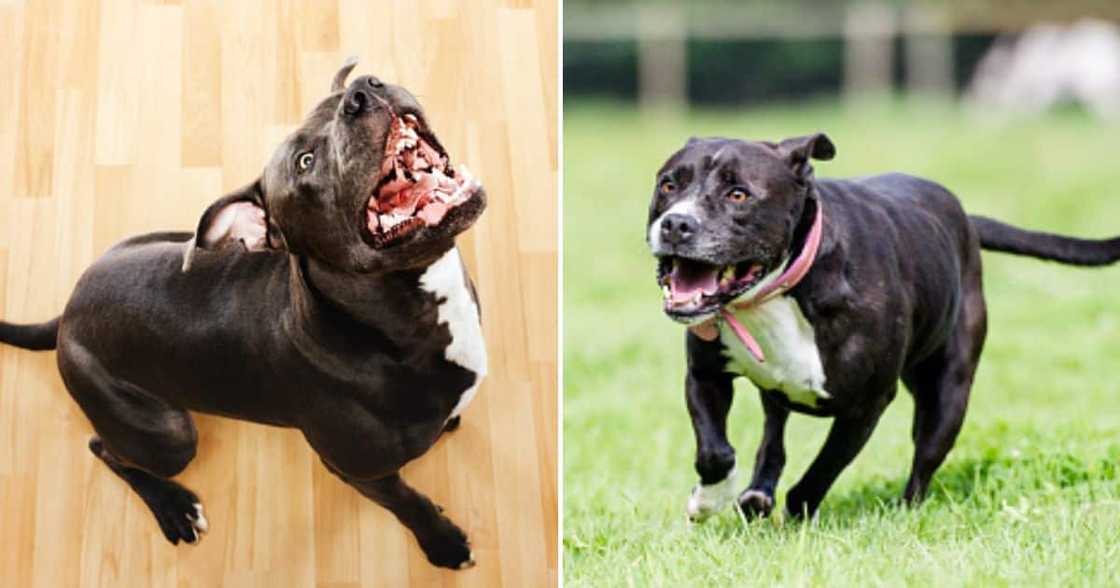 2 Pit bulls mauled an 88-year-old woman to death 2 Pit bulls mauled an 88-year-old woman to death