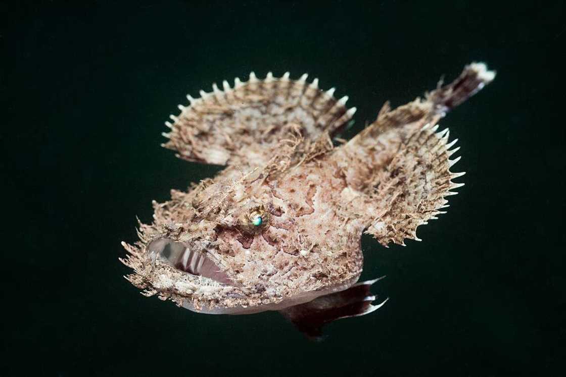 Short-spined Anglerfish. Short-spined Anglerfish.