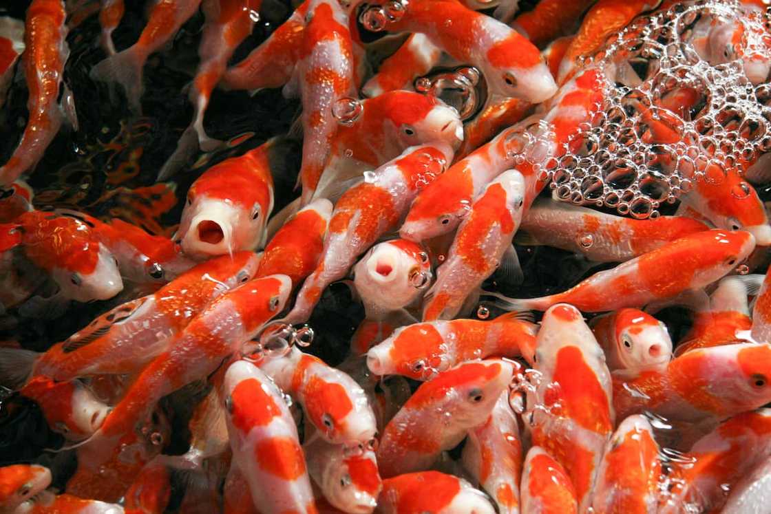 World's most expensive fish price