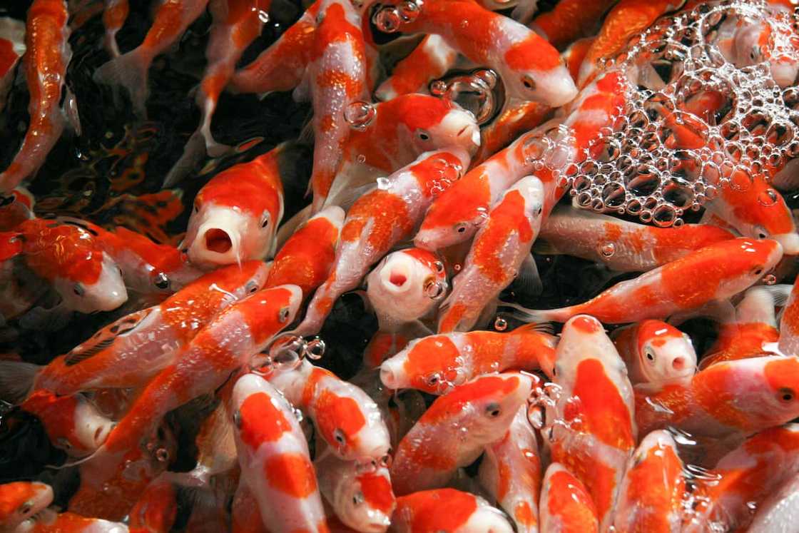 World's most expensive fish price World's most expensive fish price