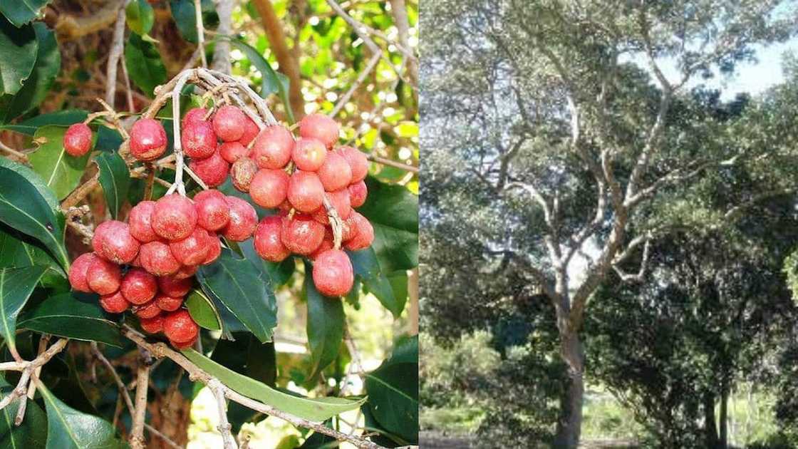Fast growing indigenous trees in SA Fast growing indigenous trees in SA