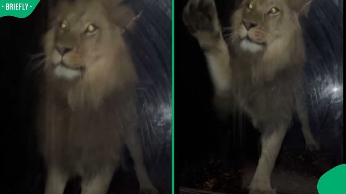 Lions