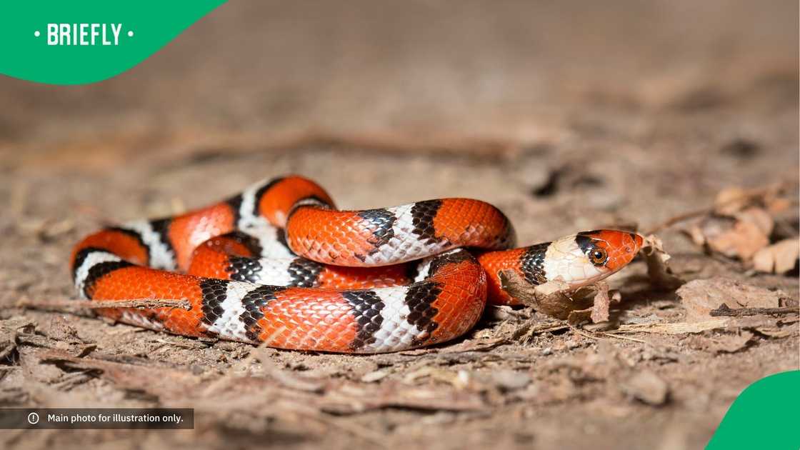 A snake on the ground. A snake on the ground.