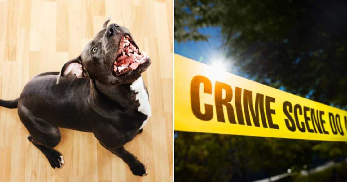 Pit bull attacks two kids Pit bull attacks two kids