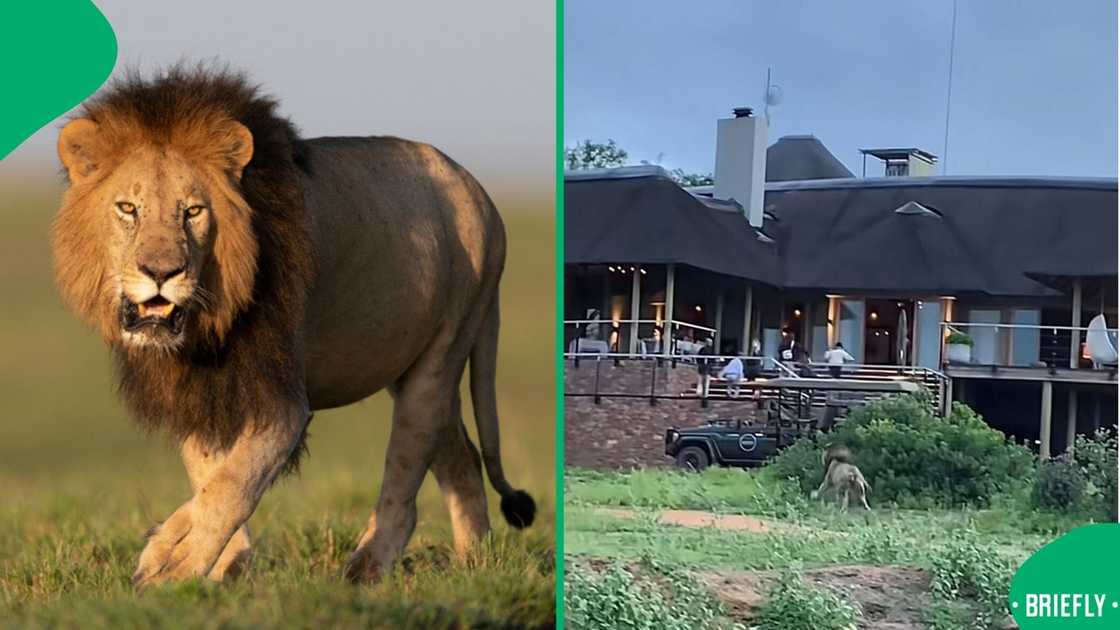 A lion charged at lodge guests after mating in a viral TikTok video.