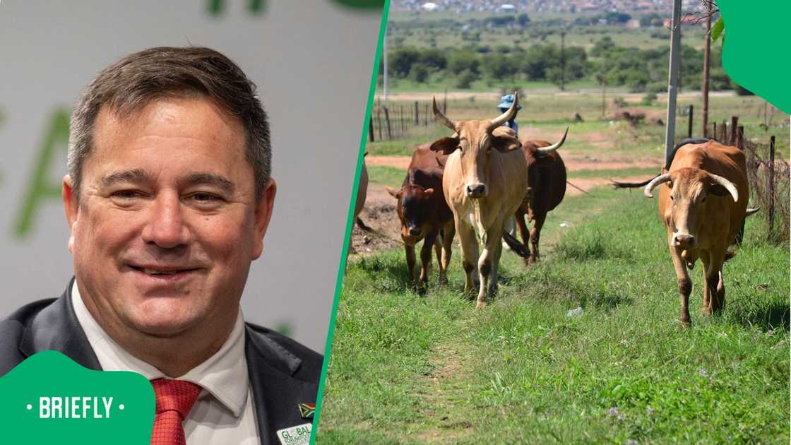 John Steenhuisen appointed a Council to address Foot-and-Mouth disease