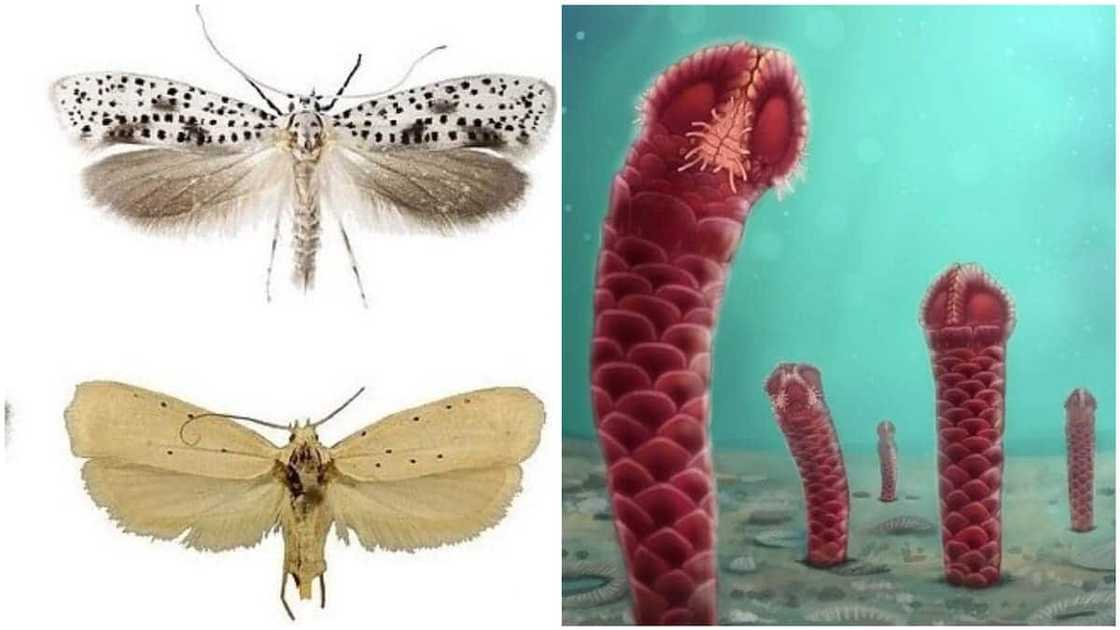 Scientists are worried that species are being lost more than they are found. Photo source: Daily Mail Scientists are worried that species are being lost more than they are found. Photo source: Daily Mail