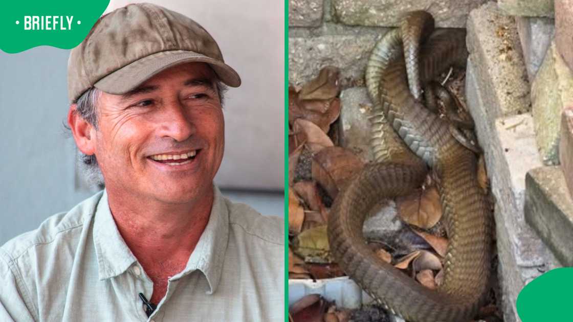 Massive boomslang leaves Gqeberha snake catcher stunned during unusual garden call-out Massive boomslang leaves Gqeberha snake catcher stunned during unusual garden call-out