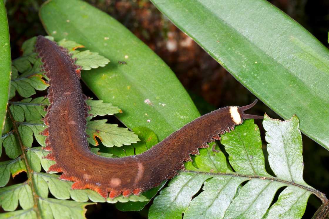 Peripatus or Velvet Worm climbing in a rainforest