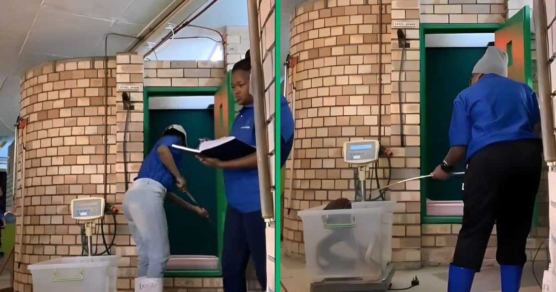 Three women weigh snakes at work. Three women weigh snakes at work.