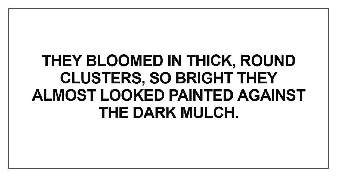 They bloomed in thick They bloomed in thick
