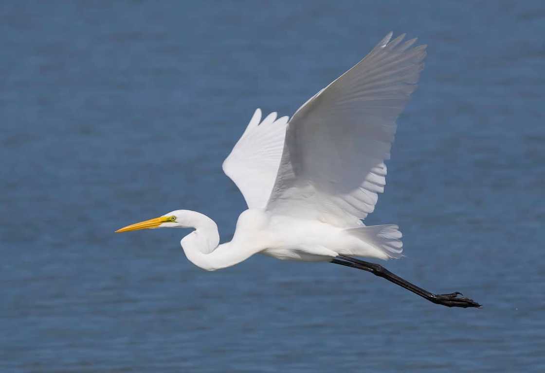 Great Egret bird in flight over ocean water. Great Egret bird in flight over ocean water.