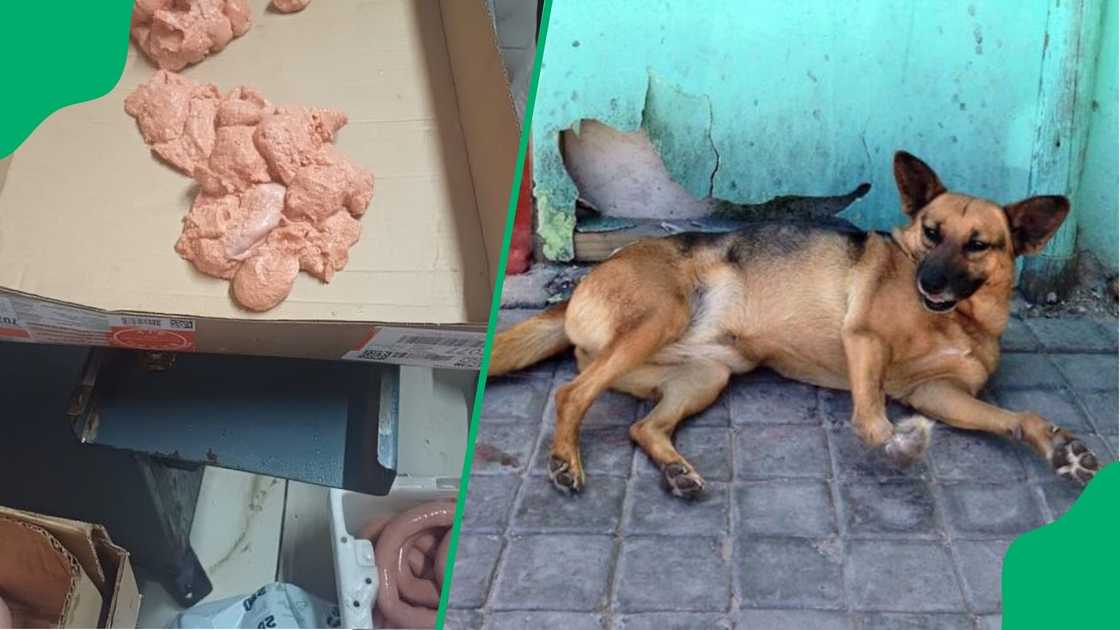 Clips of Cape Town meat processing facility placing dog food in meat products goes viral Clips of Cape Town meat processing facility placing dog food in meat products goes viral