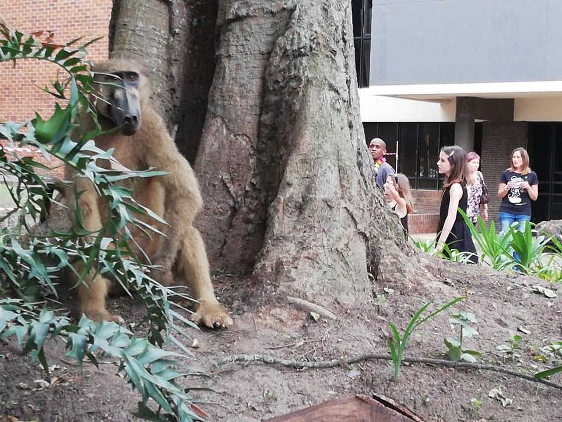 East London zoo entrance fee