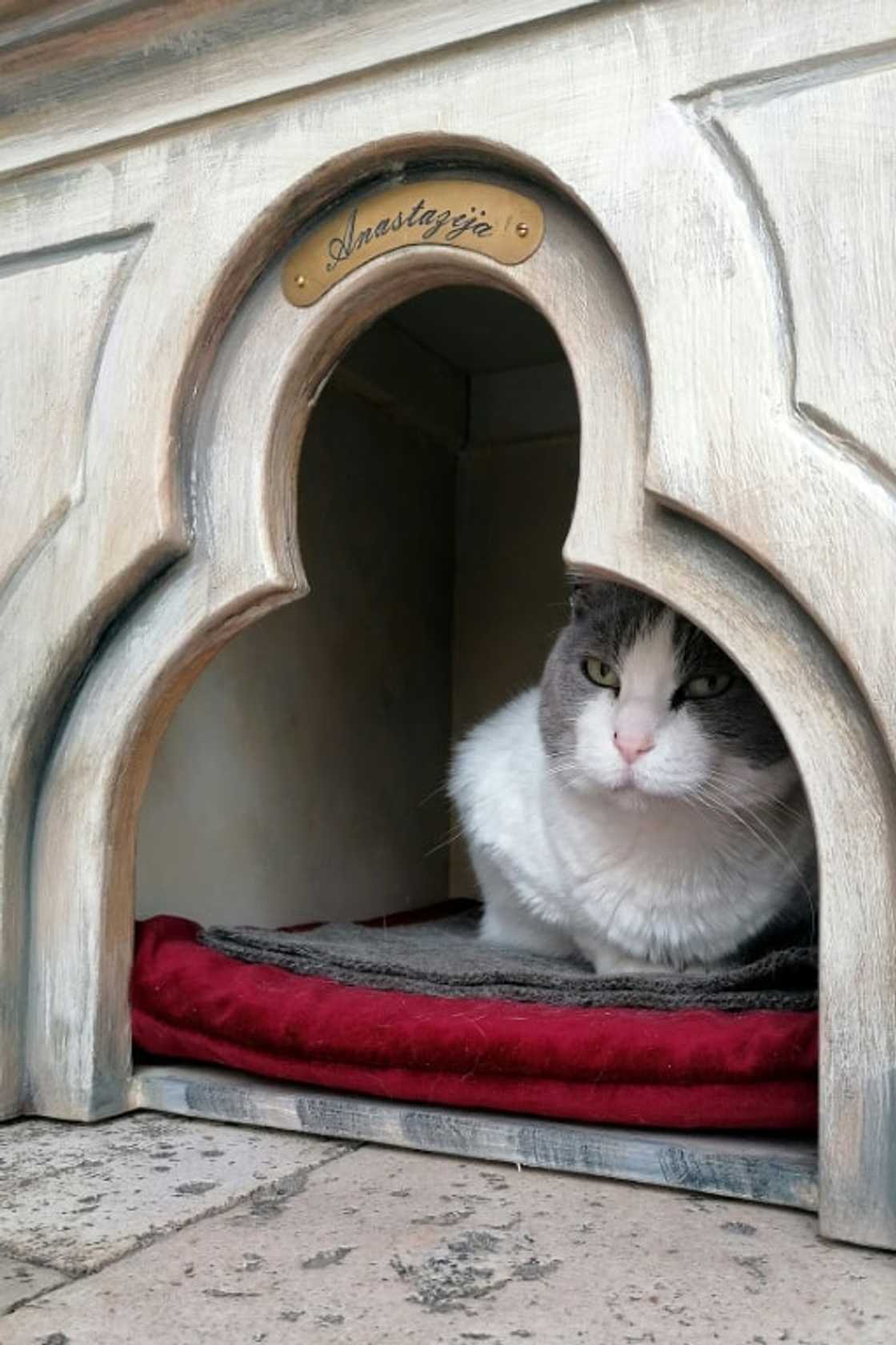 Purr-fectly understandable: Erwin Schrodinger's thought experiment had a cat in a box that was both alive and dead until it was observed Purr-fectly understandable: Erwin Schrodinger's thought experiment had a cat in a box that was both alive and dead until it was observed