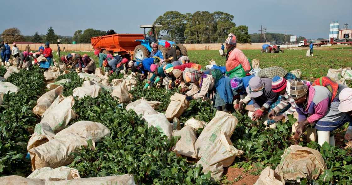 Labour Department to Scour Robertson Farms for Illegal Immigrants in Wake of Violent Clashes Labour Department to Scour Robertson Farms for Illegal Immigrants in Wake of Violent Clashes