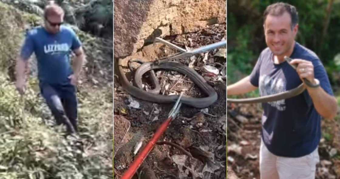 Mzansi Hails, Snake Catcher, Nick Evans, Bravery, Black Mamba Mzansi Hails, Snake Catcher, Nick Evans, Bravery, Black Mamba